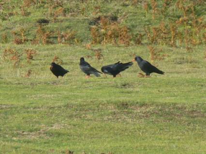 My first Choughs, Pembrokeshire October 2013