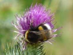Bumblebee on spear thistle